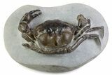 Very Nice Eocene Fossil Crab (Pulalius) - Washington State #375373-1